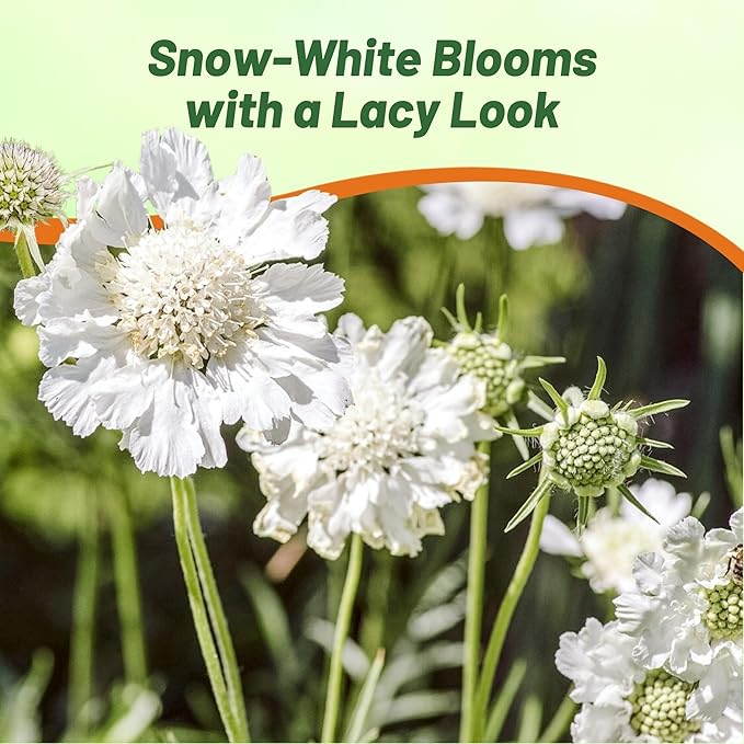 Outsidepride Perfection White Scabiosa Seeds - 400 Pcs Perennial Pincushion Flower Seeds That Attract Pollinators, Upright & Neat Growth Habit for Small Gardens, Borders, Containers, & Xeriscaping
