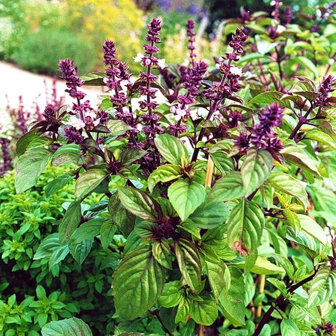 Licorice Basil Herb Seeds - 100 Count Seed Pack - A Strong, flavorful Variety of Basil which Grows into Vibrant Green Plants - Country Creek LLC