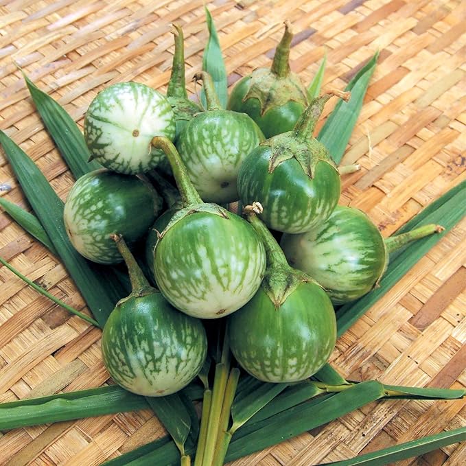 Eggplant Seeds - Thai Round - 500 Mg Packet ~117 Seeds - Non-GMO, Heirloom - Asian Garden Vegetable