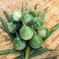 Eggplant Seeds - Thai Round - 500 Mg Packet ~117 Seeds - Non-GMO, Heirloom - Asian Garden Vegetable