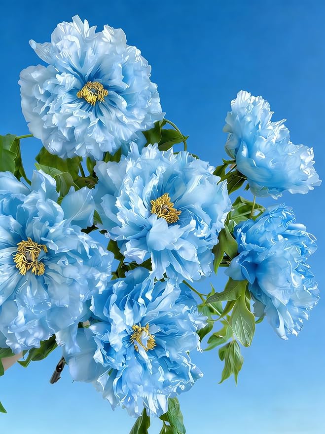 Double Peony Hibiscus grandiflorus Seeds for Planting, 206+pcs Rare Perennial Giant Hibiscus Grandiflorus Flower Seeds Plants, Non-GMO Heirloom Beauty Blooms Flowers for Home Garden Outdoors