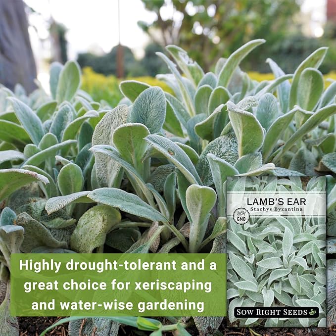 Sow Right Seeds - Lambs Ear Seeds for Planting - Non-GMO Heirloom Packet with Instructions to Grow an Outdoor Flower Garden - Wooly Silver Leaves, Perennial Foliage - Stachys for Rock Gardens (4)