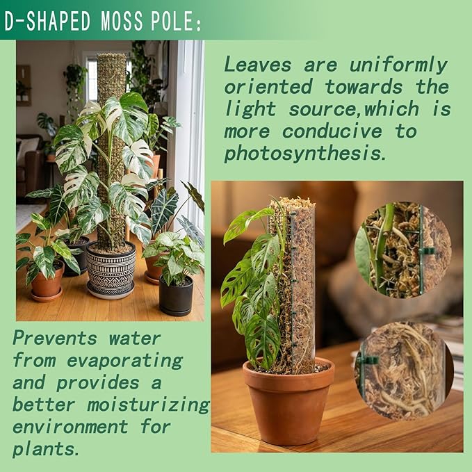 Metal Moss Poles for Climbing Plants, D-Shape Sphagnum Moss Pole Monstera Plant Support for Climbing Plants, DIY Plant Stakes Work with Sphagnum Moss (12ft D-Shaped Clear)