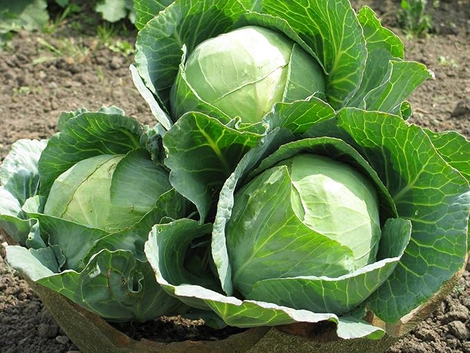 Seeds Vegetable Cabbage Green Late - 100 Seeds