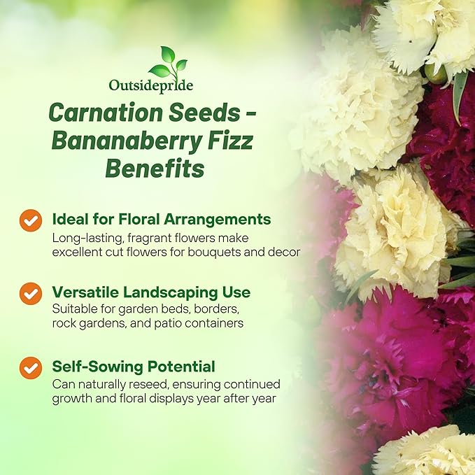Outsidepride Bananaberry Fizz Carnation Seeds - 100 Pcs Perennial, Easy to Grow Flower Seeds for Planting with Fragrant Blooms, Ideal for Pollinators, Cutting Gardens, Bouquets, & Floral Arrangements