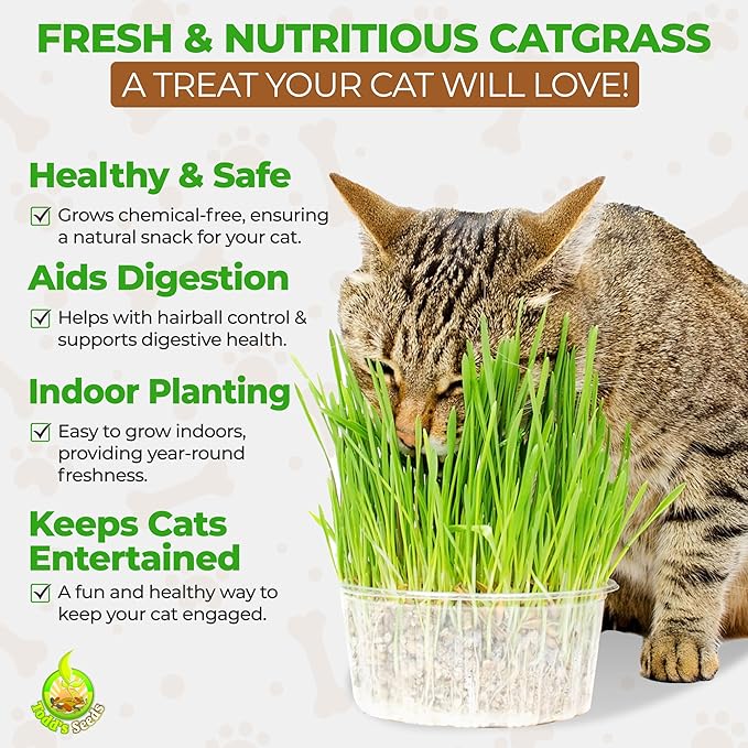 Todd's Seeds Wheatgrass Seeds; Hard Red Winter Wheat, Non-GMO, Chemical Free, High Germination (1/4 Pound)