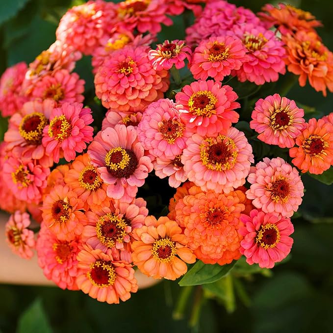 Eden Brothers Zinnia Seeds - Pumila Salmon, Non-GMO Seeds for Planting, Packet | Low-Maintenance Flower Seeds, Plant During Spring, Zones 3, 4, 5, 6, 7, 8, 9, 10