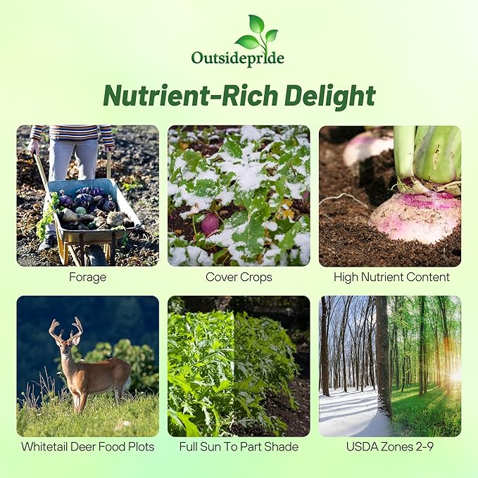 Outsidepride Purple Top Turnip Seeds - 10 Lbs High-Yield, High Protein Turnip Seed, Ideal Cover Crop, for Forage, Grazing Livestock, High Energy Deer Food Plot & Soil Improvement