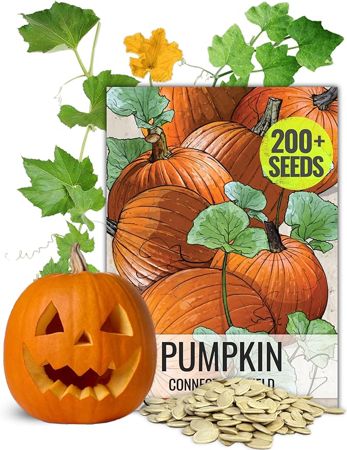 Seed Needs Connecticut Field Pumpkin Seeds for Planting | 1 Ounce Cucurbita Pepo Heirloom Vegetable Seeds Non GMO | American Field Favorite Carving Pumpkin | Bulk