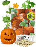 Seed Needs Connecticut Field Pumpkin Seeds for Planting | 1 Ounce Cucurbita Pepo Heirloom Vegetable Seeds Non GMO | American Field Favorite Carving Pumpkin | Bulk