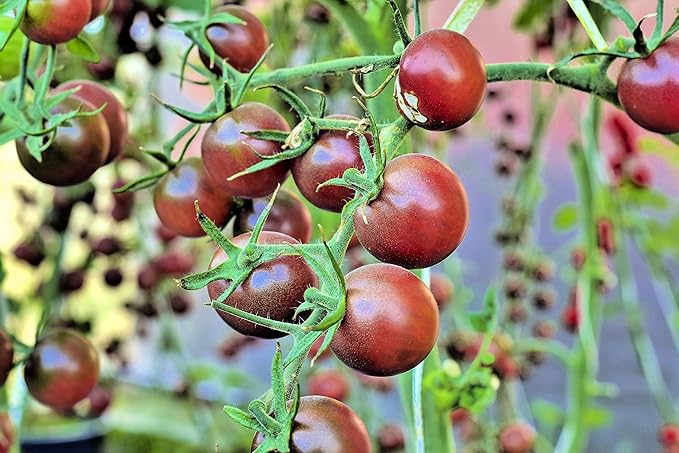 Chocolate Cherry Tomato Seeds (40+ Seeds) | Non GMO | Vegetable Fruit Herb Flower Seeds for Planting | Ships from Iowa, USA