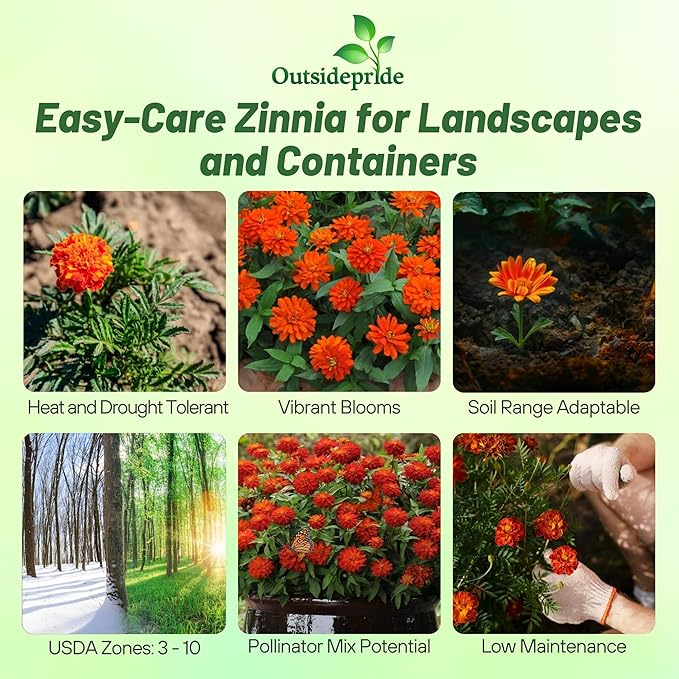 Outsidepride Marylandica Zahara Double Fire Zinnia Seeds for Planting Outdoors – 100Pcs Annual, Heat & Drought Tolerant, Butterfly-Attracting, Ideal for Plant Beds & Cut Flower Garden (AAS Winner)