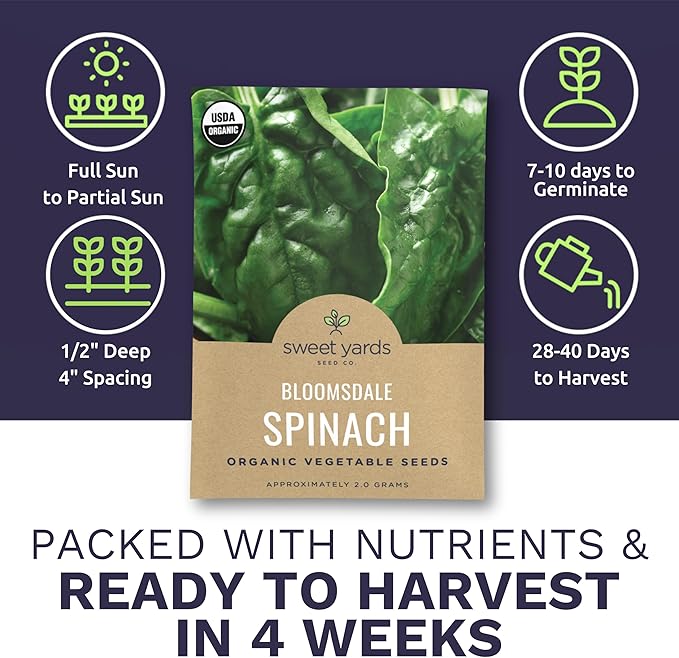 Organic Spinach Bloomsdale Heirloom Seeds - 2 Seed Packets! - Over 300 Open Pollinated Non-GMO USDA Organic Seeds