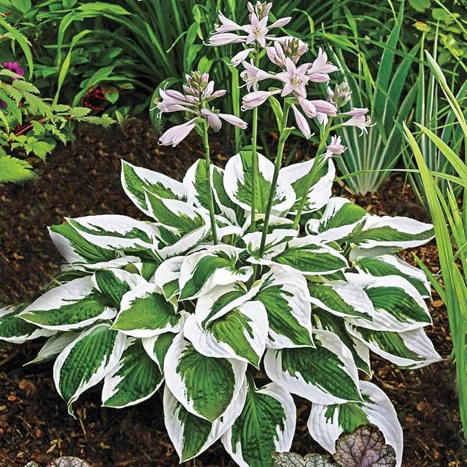 Hosta Seeds for Planting - 200+ Shade Loving Perennial Seeds, Fragrant Blooms, Cold Hardy & Low Maintenance, Perfect for Containers, Borders, and Woodland Gardens