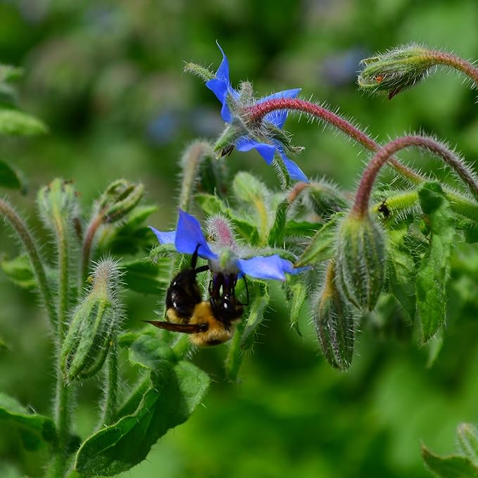 Borage - 100 Seeds - Heirloom & Open-Pollinated Variety, Pollinator-Friendly Non-GMO Herb Seeds for Planting, Grow Medicinal Herbs Indoors/Outdoors in Containers or a Home Garden, Thresh Seed Company