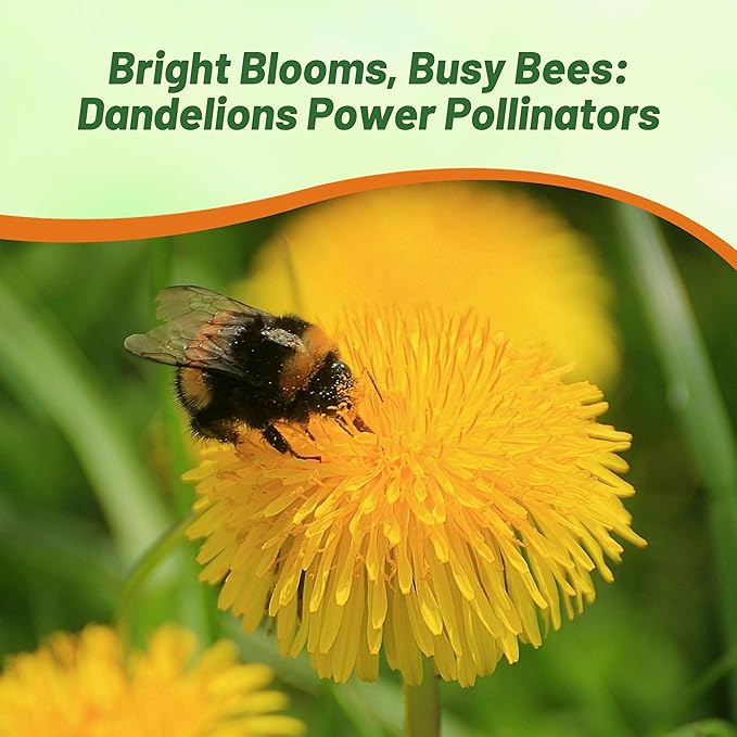 Outsidepride Dandelion Seeds for Planting - 10,000 Seeds Perennial, Easy to Grow & Drought Tolerant, Taraxacum Officinale Herb Seeds with Yellow Blooms for Edible Landscaping & Wildlife Attraction