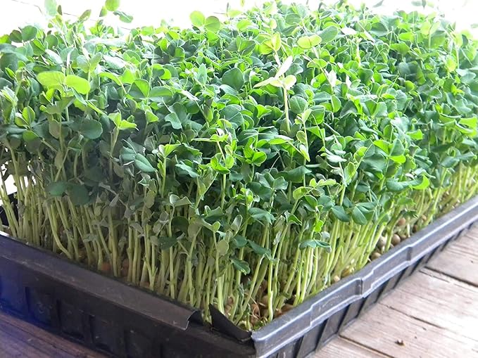 Green Pea Sprouting Seed, Non GMO - 16oz - Country Creek Brand - Green Peas for Sprouts, Garden Planting, Cooking, Soup, Emergency Food Storage, Vegetable Gardening, Juicing, Cover Crop