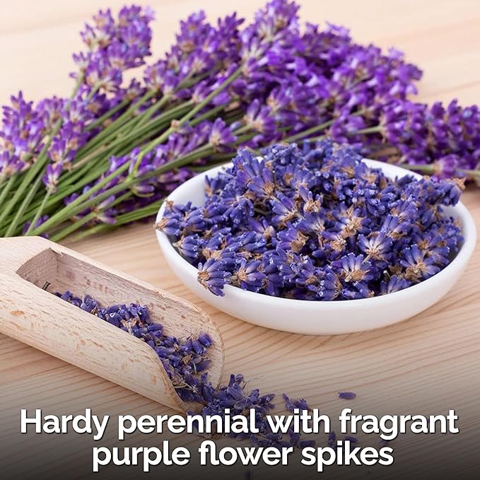 KVITER 2000 English Lavender Seeds for Planting Outdoor & Indoor (Lavandula angustifolia) – True Lavender Flowers, Heirloom Perennial, Non-GMO – Organic Herb Seeds for Outdoor Garden, Flower Beds