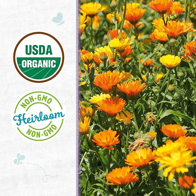 Back to The Roots 100% Organic Heirloom Seeds - Calendula Flower Seeds for Planting Value Pack (600mg Total)
