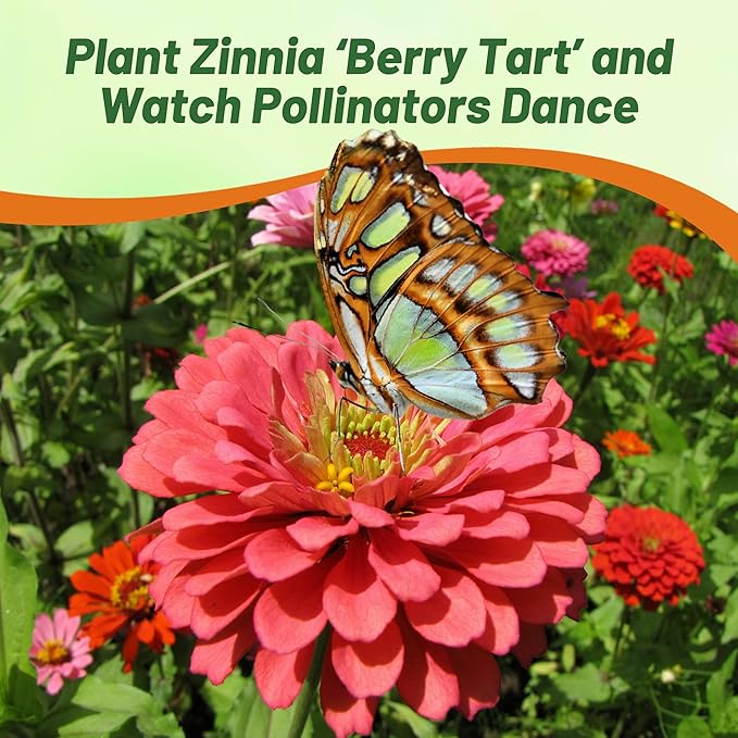 Outsidepride Berry Tart Zinnia Seeds - 1000 Pcs Annual, Heat & Drought Tolerant Flower Seeds for Planting w/Vibrant Blooms for Pollinator Gardens & Floral Arrangements