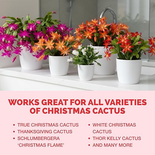 Christmas Cactus Fertilizer – Liquid Plant Food for More Blooms, Brighter Flower Color & Stronger Root Development, 32 oz