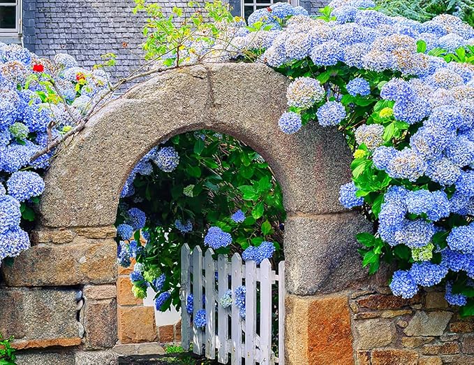 60+ Mixed Color Hydrangea Seeds for Planting, Hydrangea macrophylla Giant Snowball Hydrangea Fast Growing Shrub, Flower Plant Wedding, Outdoor Garden - Potted Plants