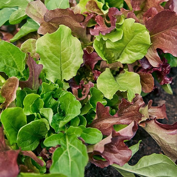 Burpee Gourmet Mesclun Salad Mix Seeds - Diverse, Cut-and-Come-Again Greens