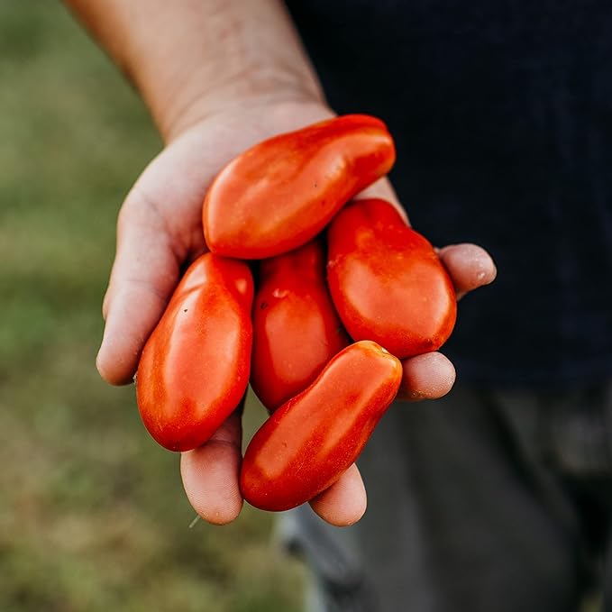 Opalka Heirloom Paste Tomato - 50 Seeds - Rare Polish Variety, Nearly Seedless Tomatoes, Great for Canning, USA-Grown, Non-GMO Seeds for Planting Outdoors in The Home Garden, Thresh Seed Company