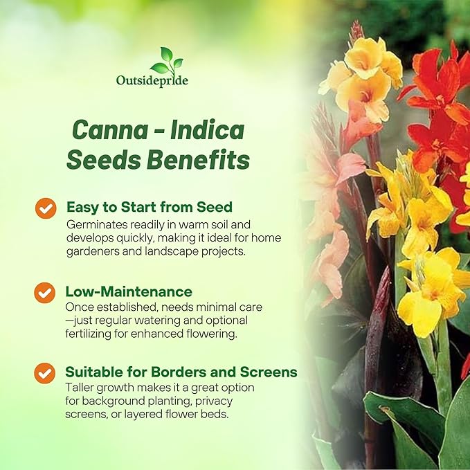 Outsidepride Indica Mixed Canna Lily Flower Seeds - 25 Pcs Perennial Seeds for Planting Outdoors with Colorful Blooms for Cut Flowers, Tropical & Water Gardens, Borders, & Poolside Planting