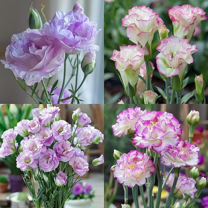 1150+ Lisianthus Flower Seeds for Planting - Annual Lisianthus Non-GMO Flower Seeds Perennial Eustoma Cut Flower Plant Garden Home Ornamental Flower