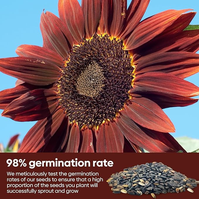 Groundio Chocolate Cherry Sunflower Seeds for Planting, 86+ Helianthus Annuus Seeds, 6-8ft Giant Non-GMO Burgundy Black Flower for Your Garden
