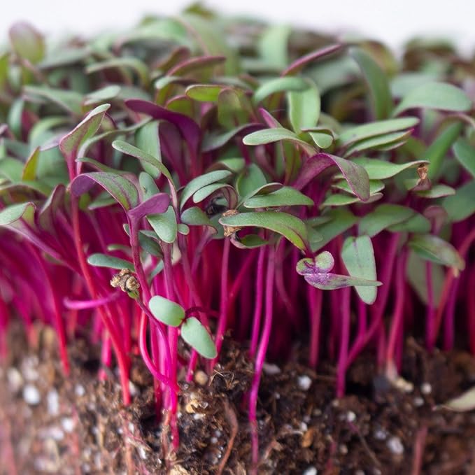 Beet Seeds - Red Round - 1 Oz ~1,500 Seeds - Beta vulgaris - Microgreens Seed - Non-GMO, Heirloom, Open Pollinated, Annual