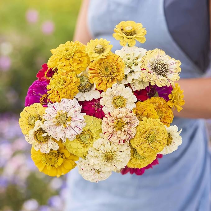 Eden Brothers Zinnia Seeds - Candy Stripe Mixed, Non-GMO Seeds for Planting, 1/4 lb | Low-Maintenance Flower Seeds, Plant During Spring, Zones 3, 4, 5, 6, 7, 8, 9, 10