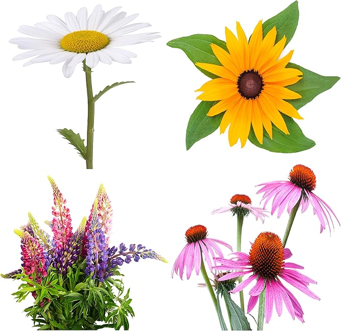 Perennial Flower Seeds Collection, 1500 Seeds, 4 Heirloom Non-GMO Varieties, Shasta Daisy, Black Eyed Susan, Lupine, Purple Cone Flower.