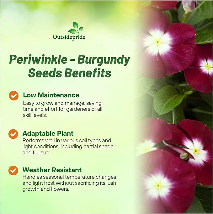 Outsidepride Burgundy Periwinkle Seeds for Planting – 100 Pcs Annual, Fast-Blooming, Heat & Drought Tolerant Vinca Flower Seeds with Vibrant Colors Ideal for Gardens, Beds, Borders & Containers