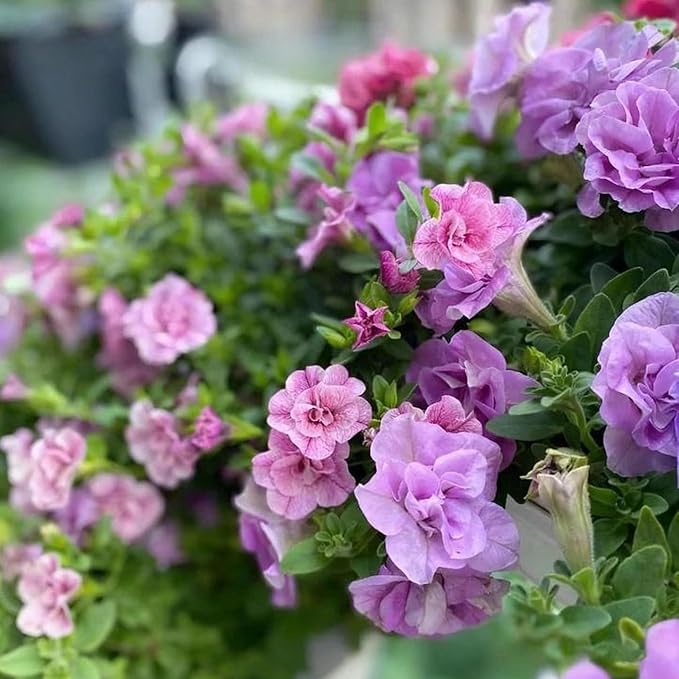 Purple Petunia Flower Seed, 300 Non-GMO Double Petunia Seeds, Annual Petunia Seeds for Planting Home Garden Outdoor