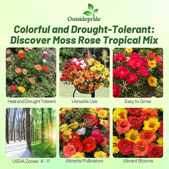 Outsidepride Tropical Mixed Moss Rose Seeds - 250 Pcs Annual, Drought & Heat Tolerant, Pollinator Friendly Ground Cover Seeds for Planting w/Vibrant Blooms & Succulent Foliage, Ideal for Xeriscaping