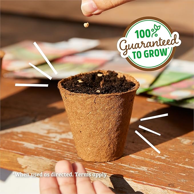 Back to The Roots 100% Organic Heirloom Seeds - Daisy Flower Value Pack (600mg Total)