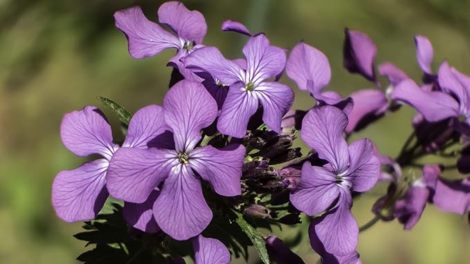 CEMEHA SEEDS - Seeds Silver Dollar Lunaria Mix Money Plant Biennial Flowers for Planting