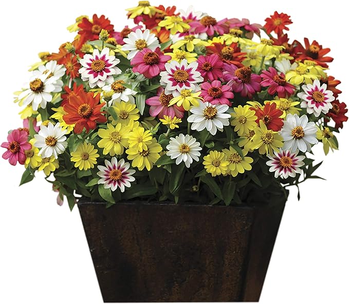 Park Seed Zinnia Seeds, Planting Flowers, Easy to Grow, Non-GMO, Perfect for Spring Garden, Zahara Mix, Pack of 25