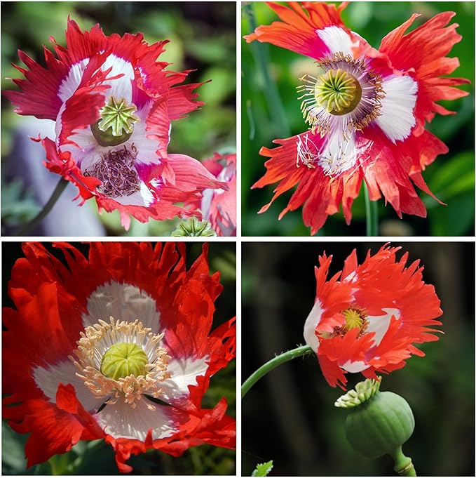 Seed Needs Danish Flag Poppy Seeds for Planting - Heirloom & Open Pollinated Annual Flowers - Attracts Pollinators/Butterflies to a Butterfly Garden (5 Packs)