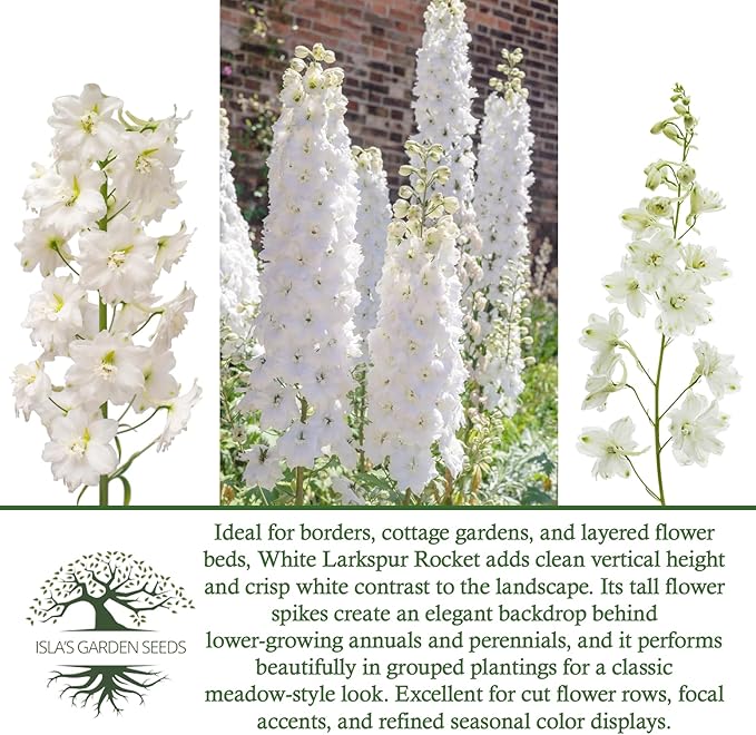 White Larkspur Rocket Flower Seeds (Delphinium ajacis) – 250+ Heirloom Non-GMO Seeds by Isla’s Garden Seeds, Tall Elegant Spikes, Cut Flower Garden Favorite, Cool-Season Annual Blooms, Gift Idea