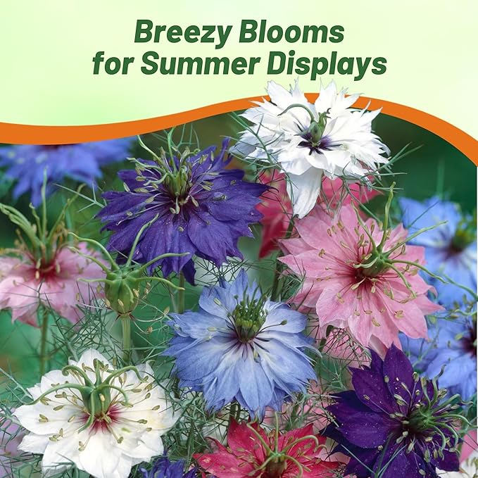 Outsidepride Jewels Mix Nigella Seeds - 1000 Pcs Annual Flower Seeds for Planting with Vibrant Blooms & Lacy, Fern-Like Foliage, Attractive Cut Flower for Small Garden Spaces & Floral Arrangements