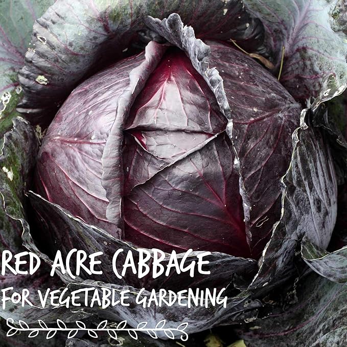 Red Acre Cabbage Microgreens & Sprouting Seeds – 4 Gram – Non-GMO, Chemical-Free – High-Germination Seeds for Nutritious Microgreens, Sprouts, Hydroponic Growing, and Indoor Gardening