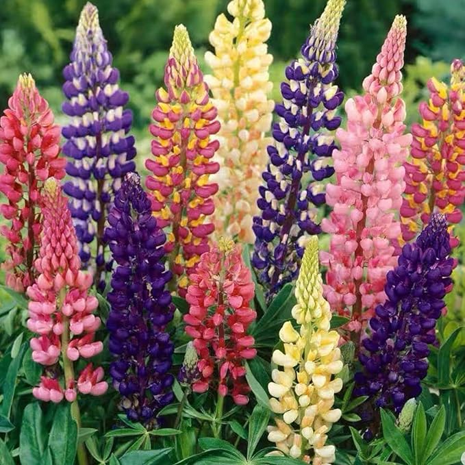 ZEshops 100 Lupine Flower Seeds – Colorful Perennial Blooms for Borders and Pollinator Gardens, Non-GMO and Easy to Grow