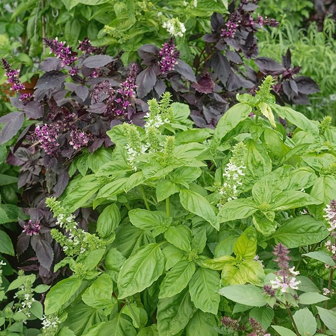 Ornamental Mixture Basil Seeds - 2 g Packet ~1250 Seeds - Non-GMO - Growing Microgreens, Herb Garden - Ocimum basilicum