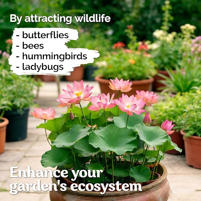 Mixed Bowl Lotus Seeds for Planting, 35 Water Lily Flower Plant Seed, Non-GMO Bowl Lotus Fresh Garden Seeds for Home Indoor Outdoor and Garden