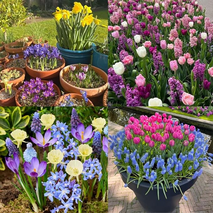 50 Mixed Flower Bulbs, 5 Varieties Assorted Top-Size Bulbs for Fall Planting, Vibrant Spring Bloom, Hardy Perennial Flower Bulb for Flowers Bed, Containers, Gardens