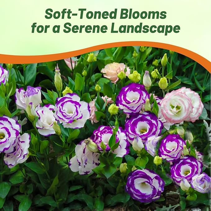 Outsidepride Lisianthus Sapphire Mix Flower Seeds - 50 Pcs. Annual, Versatile & Low Maintenance, Flower Seeds for Planting Prolific & Vibrant Mixed Blooms, Great for Cut Flower Arrangements