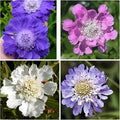 Scabiosa Flower Seeds for Planting, 200+ Mixed Color Scabiosa Seed, Perennial Flower Plants, Non-GMO Heirloom Pincushion Seeds for Home Decoration Garden Outdoor